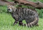 John Scholey_Scottish Wildcat.jpg